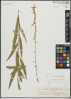 Foto von Salix alba subsp. vitellina (L.) Arcang. x Salix babylonica L.